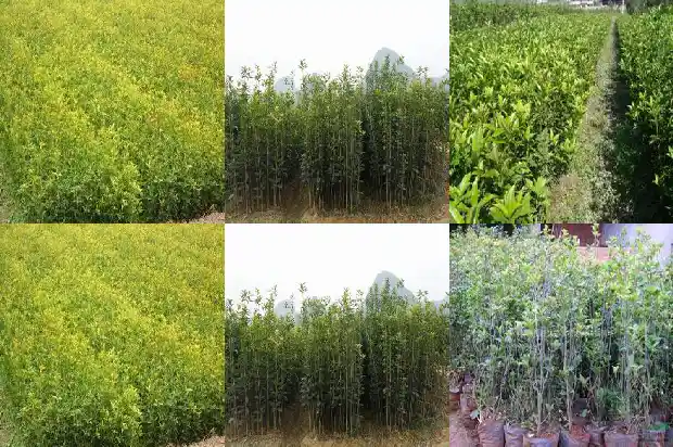 彩色桂花树苗怎么样施肥1686876472476
