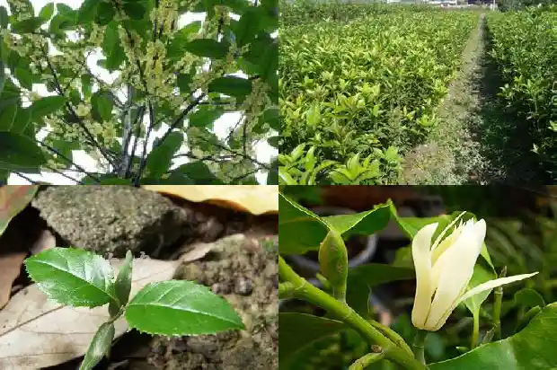 桂花树怎么培植的苗好1686876482400