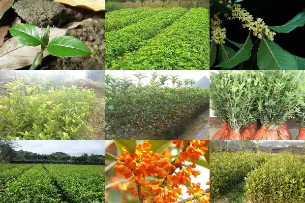 桂花树怎么培植的苗好1686876482445