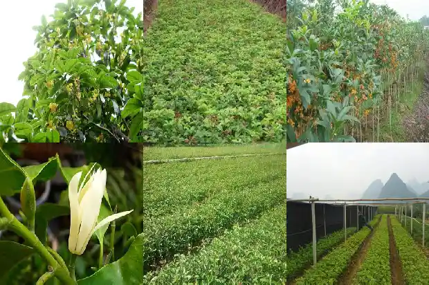 桂花泡酒能存放多久1689576921715