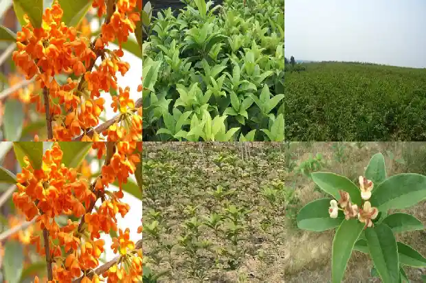 桂花树怎么培育树苗1686876492029