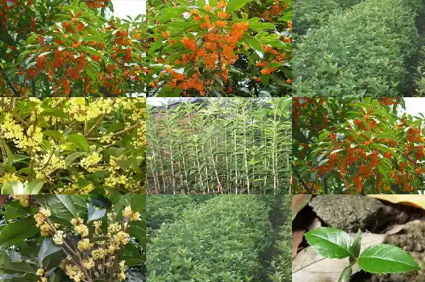 桂花树怎么培育树苗1686876492075