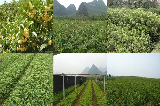 桂花树怎么培育树苗1686876492121