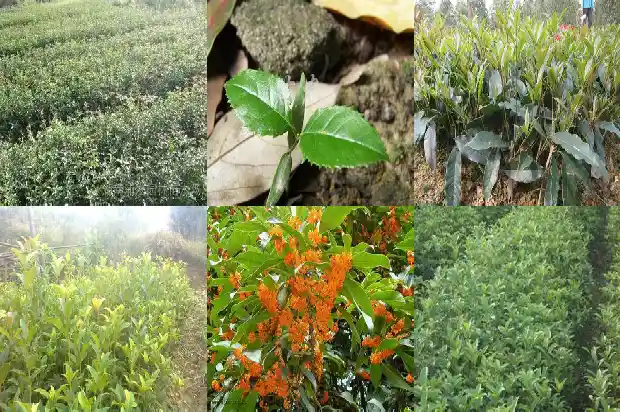 桂花枝怎么种植1686876502001