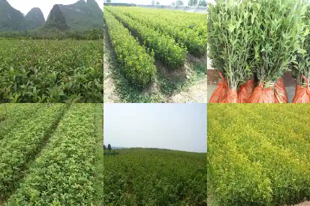 七彩桂花树会不会开花结果1686876526317