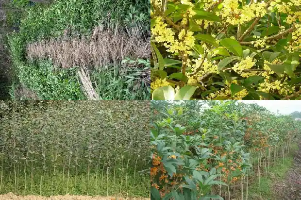 七彩桂花树会不会开花结果1686876526364