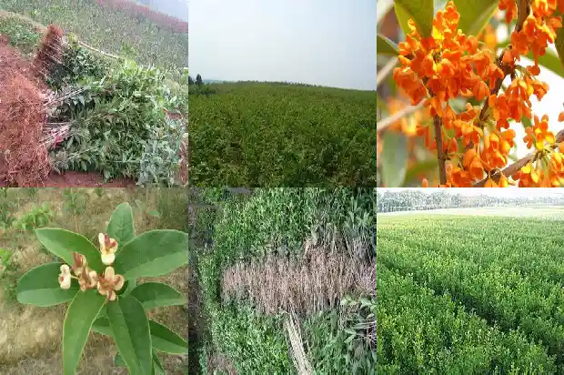 七彩桂花开花吗1686876536156