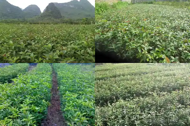 彩叶桂花树开花吗有毒吗1686876560298