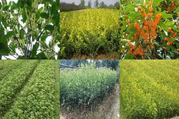 彩叶桂花树开花吗有毒吗1686876560346