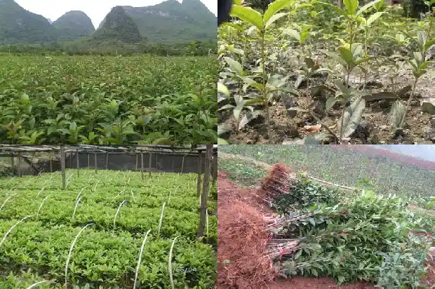 彩叶桂花树开花吗有毒吗1686876560394