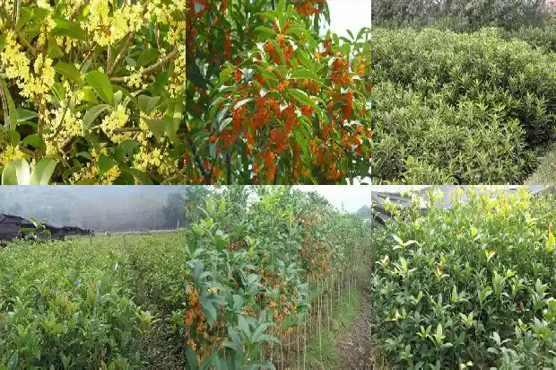 七彩桂花的花期有多长1686876572605