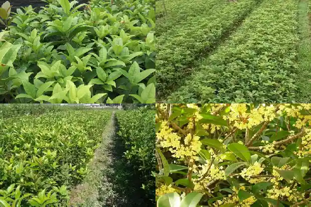 七彩桂花的花期有多长1686876572701