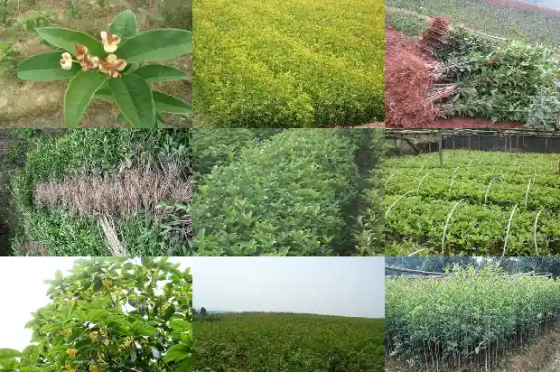 桂花树要多少钱一盆好看1690418365030