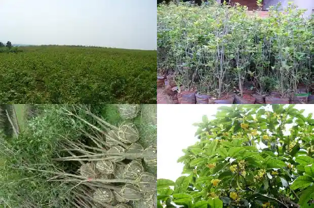 什么桂花苗好养1686876595573