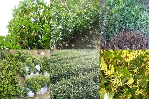 什么桂花苗好养1686876595620