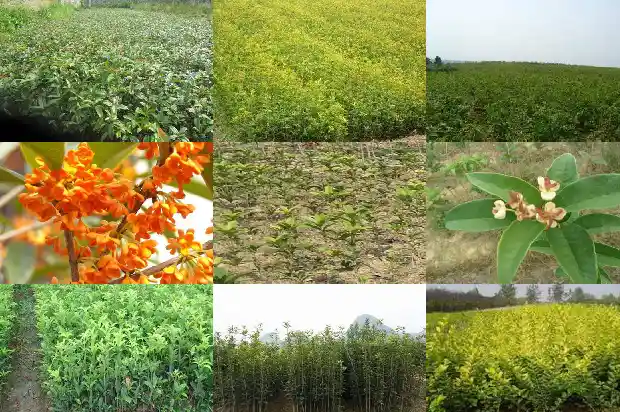 家里盆景应该选哪种桂花苗?1686876615162