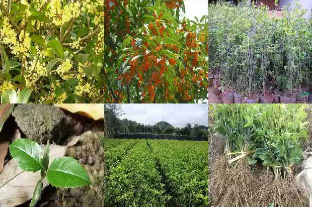 家里盆景应该选哪种桂花苗?1686876615209