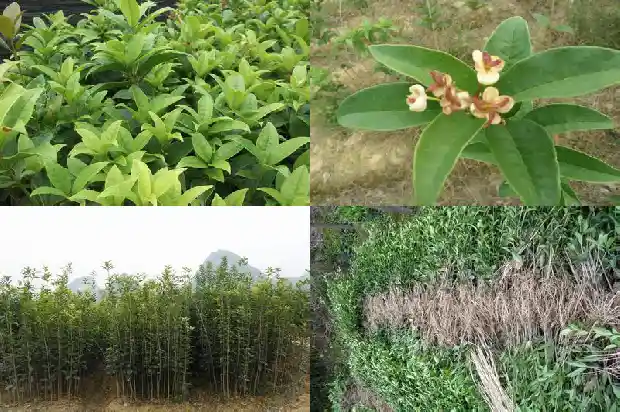 种植桂花的好处1686876627429