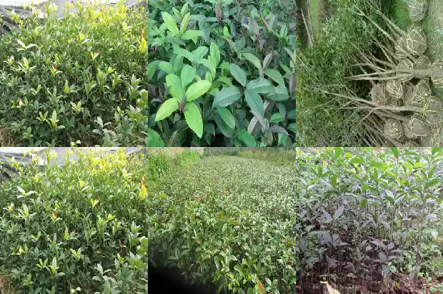 种植桂花的好处1686876627477