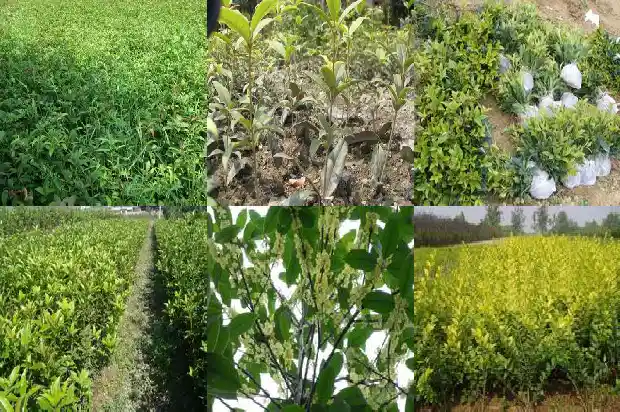 五彩桂花苗价格多少钱一棵1686876639182