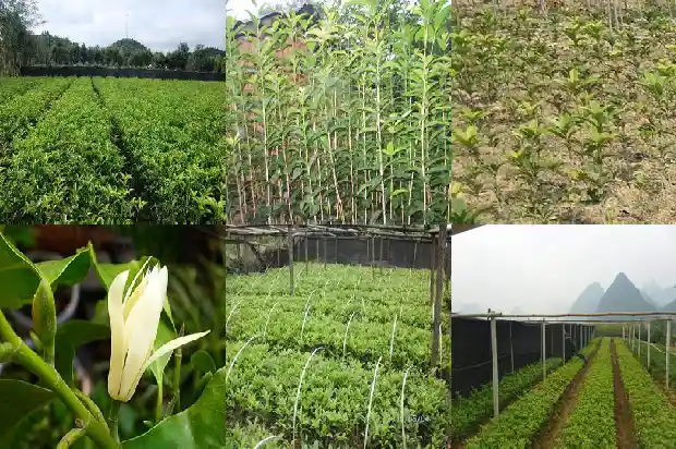 桂花树是不是风水树1690676354912