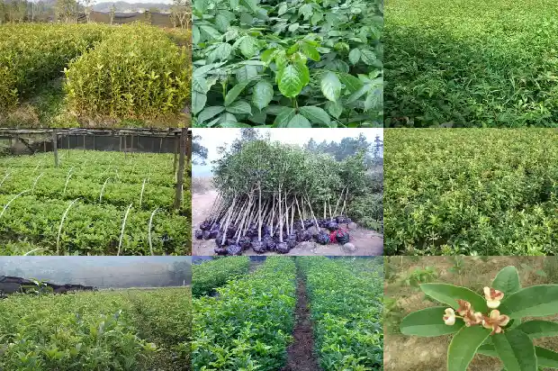 五彩桂花苗价格多少钱一棵1686876639277