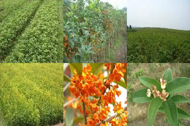 桂花盆栽能长多大1686876649261