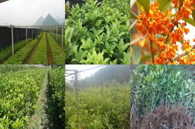 桂花盆栽能长多大1686876649309