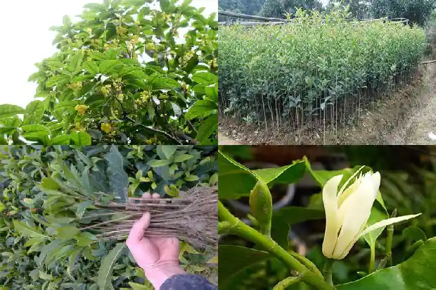 桂花怎样种植长得好1686876672890