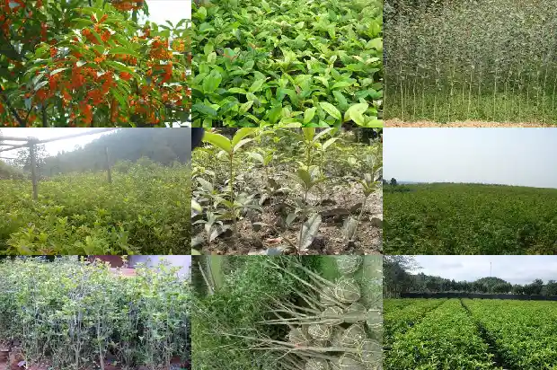 桂花怎样种植长得好1686876672941