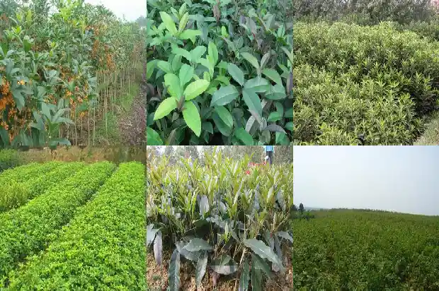 桂花怎样种植长得好1686876672993