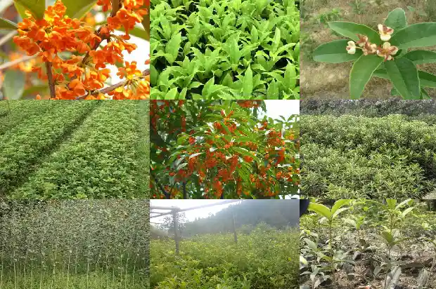 桂花怎样种植长得好1686876673045