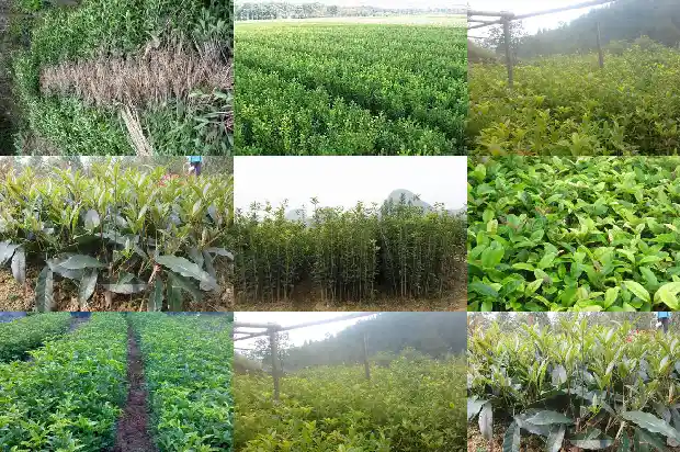 五彩桂花树一年开几次花呀1686876688119