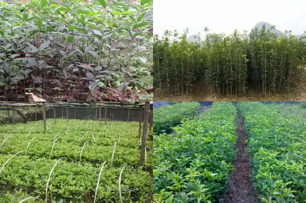 五彩桂花树一年开几次花呀1686876688165