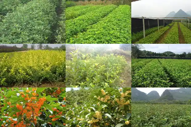 鲜桂花可以吃吗有没有毒1689122010747