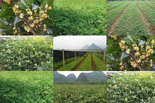 高杆桂花树价格多少一棵1689838378806