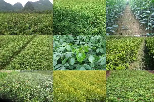 桂花砂泥料1686876731788