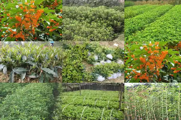 桂花砂泥料1686876731835