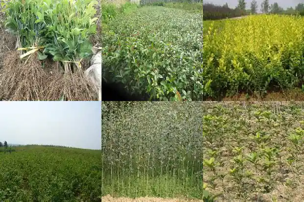 五彩桂花砂泥料1686876749215
