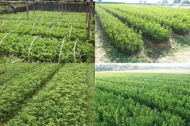 五彩桂花砂泥料1686876749309