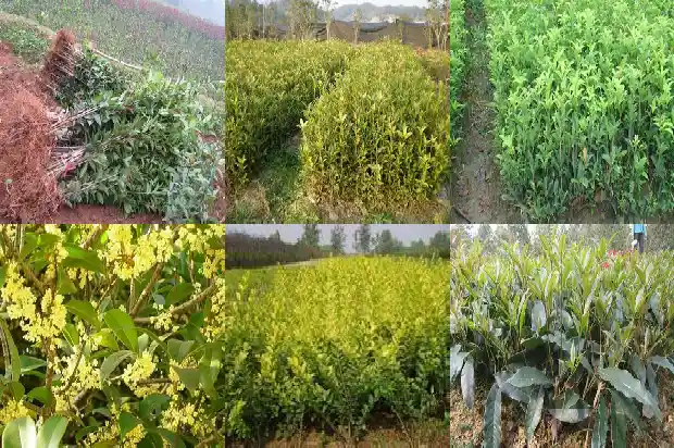 金桂花树苗怎么种植方法1686876770857