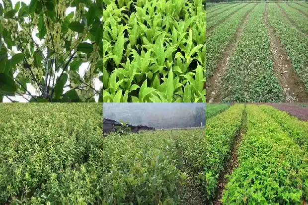 金桂花树苗怎么种植方法1686876770904