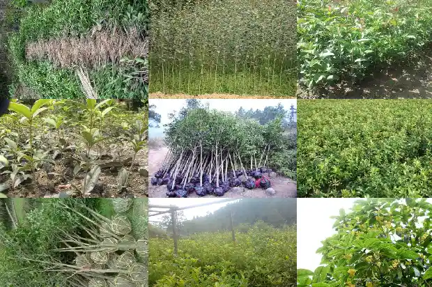 金桂花树苗怎么种植方法1686876770952
