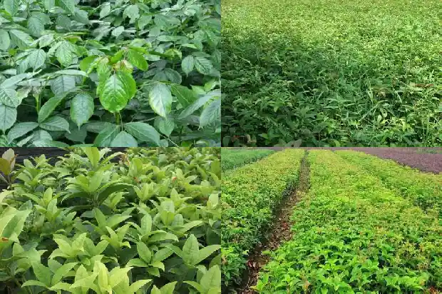 金桂花树扦插繁殖方法1686876778681