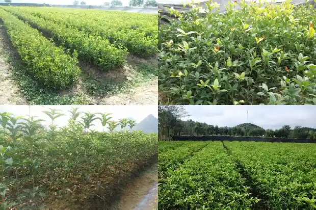 金桂花种植东南角好不好1686876795985
