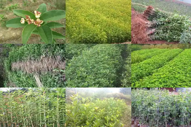盆栽桂花缓苗多久1686876807674