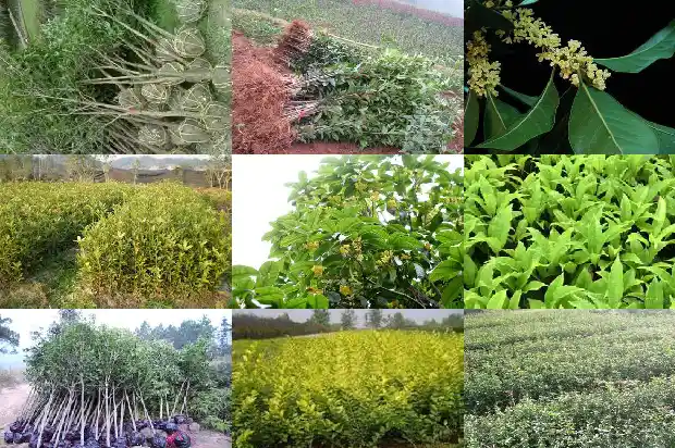 盆栽桂花缓苗多久1686876807721