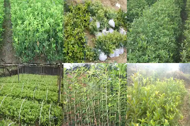 盆栽桂花缓苗多久1686876807816