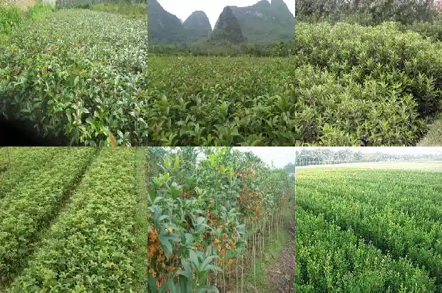 桂花缓苗几天可以晒太阳1686876817524