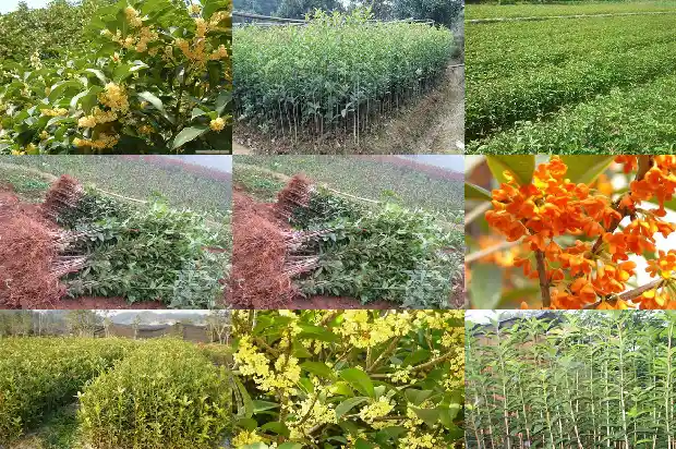 桂花缓苗几天可以晒太阳1686876817571